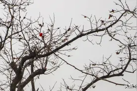 行走在冬日里乡间里，看到那一棵棵老柿树，发现与众不同的美图片