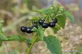 名字很好听，果实像小葡萄，曾是儿时的零食，有多少人吃过它？图片
