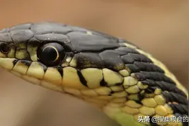 蛇，地球上最恐怖的动物，没有之一图片