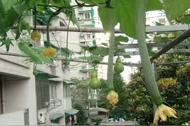 隔壁王大妈是种菜达人，露台没有一处空地，满满当当全是新鲜菜图片