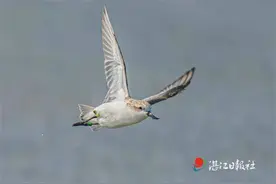 全球仅500多只！“比大熊猫还稀有”的勺嘴鹬又来湛江“做客”了，你见过吗？图片