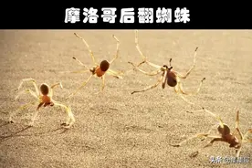 细数世界各地存在的10大奇怪的毒蜘蛛图片