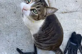 国外网友家的中华田园猫，喜欢偷邻居的东西，送给主人当礼物图片