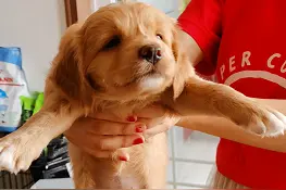 你知道养一条小奶狗要注意什么吗？图片