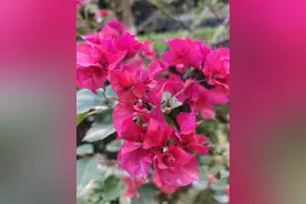 实图讲解：栽种三角梅的时候“省钱”，现在越养越难图片