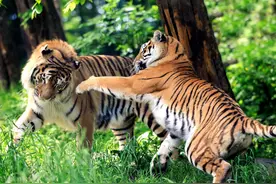 东北虎号称“猪倌”，它最害怕遇到的却是长白山的孤个子野猪图片