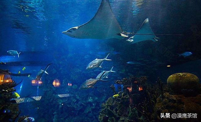 雌雄互换？放电高手？毒死自己？跟随鱼类学家体验神奇的海底世界
