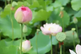 赏荷观莲正当时！西安植物园夏季花展开启盛夏时光~约约约！图片