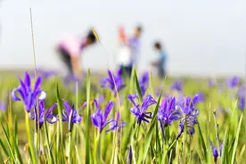 内蒙古阿拉善：马兰花开 扮美大漠图片
