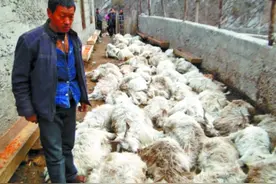 四只野狼蹿进家咬死28只羊，老汉以为是野狗打死三只图片