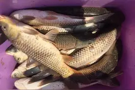 本汀隼——快准狠之拔鱼神器图片