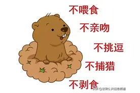 去草原游玩，请远离旱獭图片