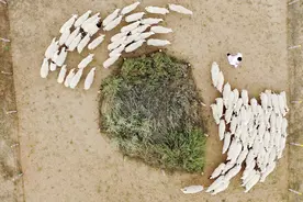 苦瘠之地脱贫记图片