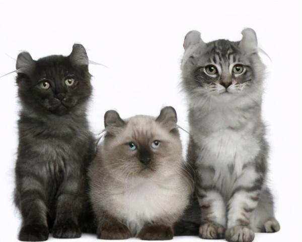 9种适合家养的“小”猫咪，第一名是英短还是田园？