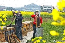 养蜂工具有哪些？现代养蜂必须要用现代养蜂工具，带你来一一识别图片