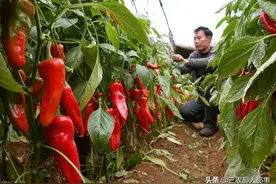 辣椒不能施什么肥料？种辣椒用什么肥料比较好？图片