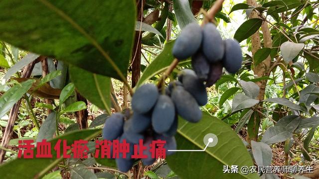 桂花树结果真是少见，桂花果泡酒有妙用，值得一看