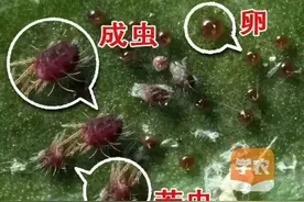 科学防治刻不容缓！螨类害虫5天左右就能繁殖1代、繁殖速度非常快图片