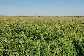 河北行唐：6万亩大姜进入收获期，工人短缺，青苗价格有所抬头？图片