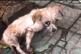 湖北：雨中被撞伤的流浪狗，在路边直发抖，大姐：不救心里过不去图片