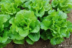 农家种植生菜吃，遭虫害少：跟其他蔬菜合理安排种植、巧施草木灰图片