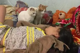 女子熬夜睡过头忘了喂猫，睁开眼后却想继续装睡：我真不是故意的图片