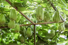 佛手瓜种植方法图片