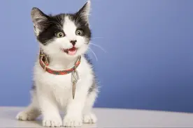 猫猫的丁丁上为什么会长钩刺？这样母猫不会受伤吗？图片