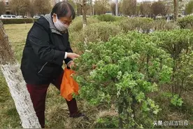 园林部门呼吁：园林绿化植物仅供观赏，不宜食用图片