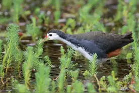 人间宝藏！西湖“萌宠”也太会了~图片