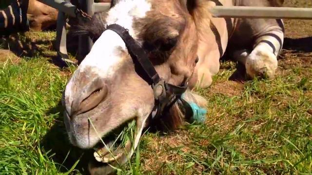 骆驼背上的枪炮，现实版的合金弹头