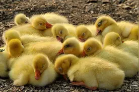 大美鹅学院养鹅育雏舍加温设备用这样的方法就简单多了，很实用图片