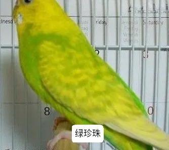 黄绿鱼鳞鹦鹉