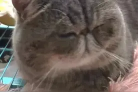 谁说猫咪黄疸就要被安乐死？图片