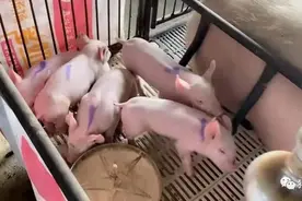 ​如何预防僵猪出现​？图片