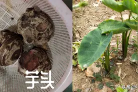 芋头膨大期，喷洒磷酸二氢钾有益，为提高效果，如何使用图片