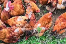 种鸡掉毛的原因和最佳的治疗方案图片