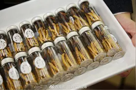 多渠道推动 无数人想“尝鲜”！青海冬虫夏草“鲜草”销量猛增图片