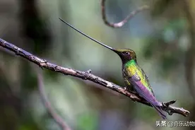 震惊:这种鸟体温41℃，心跳600次/分，振翅50次/秒，喙比身体都长图片