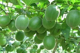 罗汉果的栽培管理和防治方法，一起来了解一下吧！看完涨知识了图片