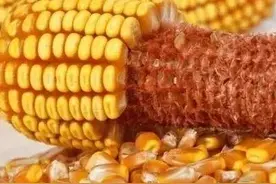 玉米品种红轴产量高？白轴产量高？咱们分析看看图片