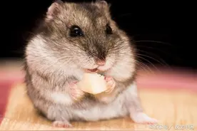 被仓鼠咬了一定要去医院打针，这是真的吗？图片