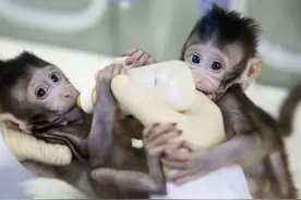 与猴为伴九年，科学家成功培育出世界首例体细胞克隆猴图片
