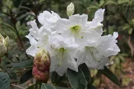 白杜鹃花，居然可以这样吃，涨姿势了图片