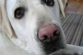 狗狗鼻头褪色，跟这些原因有关，可以提前预防图片