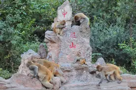 河南这景区有3800只野生猕猴，实行一夫一妻制，能听懂河南话图片
