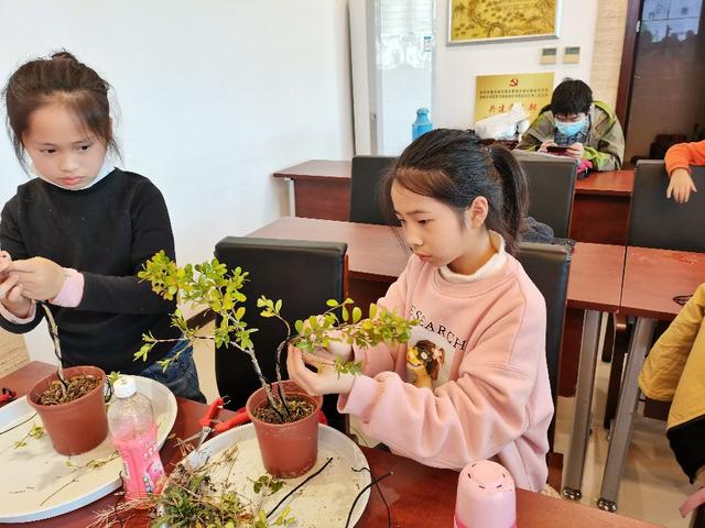 小树苗要调教，盆景大师教我一寸三弯调教小树苗