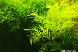 我养鱼用的鱼粮，实用天然无污染，主要对鱼好，取之自然用之自然图片