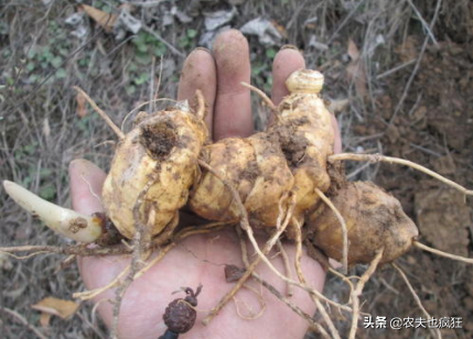 浜虹О鈥滆€佽檸濮溾€濓紝闀跨浉閰蜂技鐢熷锛屽瘜鍚?7绉嶆皑鍩洪吀锛屾敹璐环8鍏?鏂? onerror=