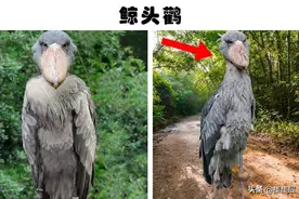 很难在现实中见到的10种罕见的野生动物图片